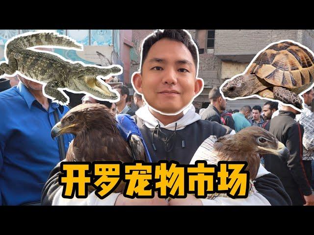 L242集：埃及最大宠物市场，地板价的奇珍异兽，阿龙萌萌大开眼界了！「ENG SUB」