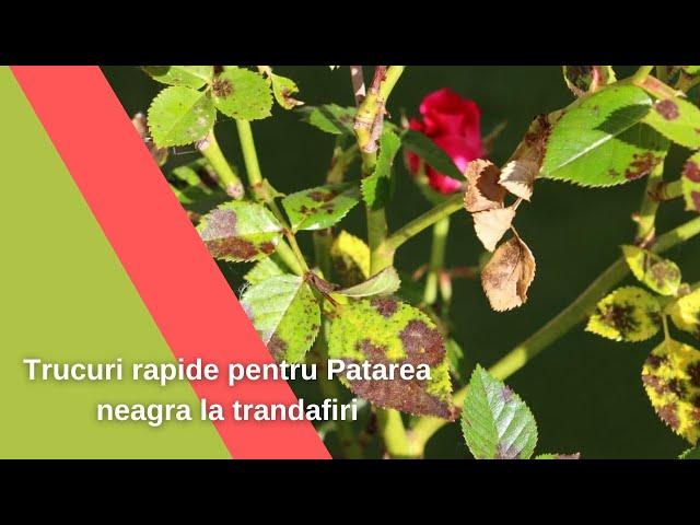 Trucuri rapide pentru Patarea neagra la Trandafiri