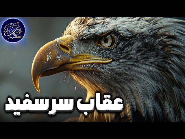 سفر به دنیای عقاب سر سفید