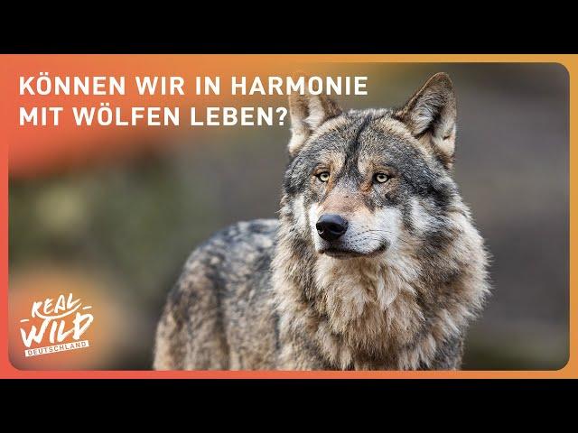 Wölfe in Deutschland: Bedroht oder Bedrohung? | Real Wild DE