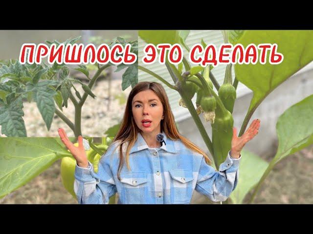 Высадила рассаду в холода. Как спасаю растения