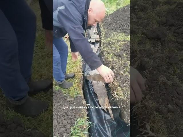 Кустам 3,5 года. Купили 2 года назад вот так в сумках. Урожай давали щикарный.  #жизньнаюге