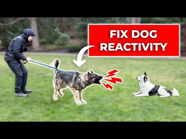 How We Fix LEASH REACTIVITY Towards Dogs (Stop Barking and Lunging)