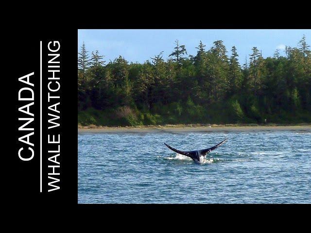 Walbeobachtung | Whale Watching auf Vancouver Island ( Tofino / Canada ) bei Jamie's Whaling Station