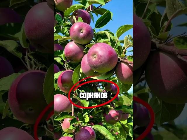  Урожай яблок обеспечен!  #дача #огород