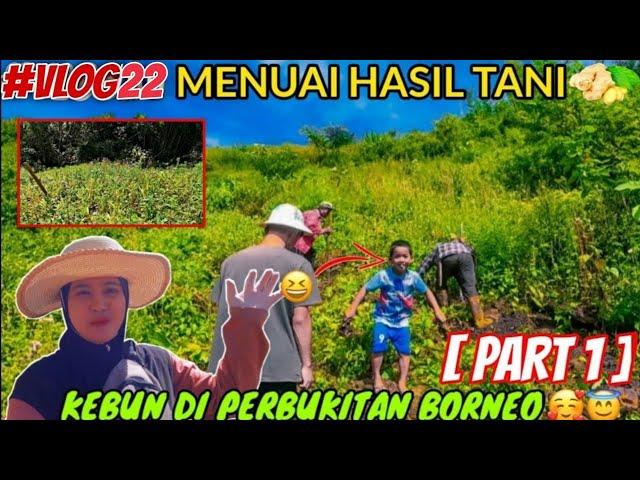 EP22 PART1: RYZA DAN KELUARGA PANEN HASIL TANAMAN HALIA/JAHE