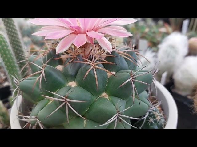 Coryphantha elephantidens