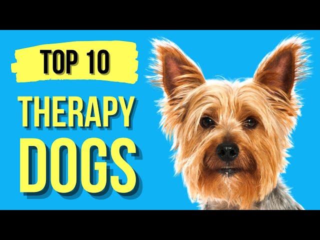 Top 10 Best Therapy Dogs ( Best Emotional Support Dog Breeds )