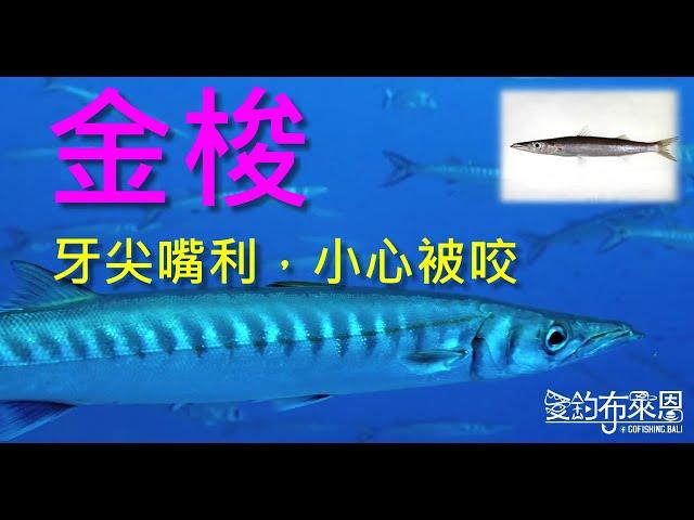 (29) 金梭魚(針梭、竹梭 )的習性與釣法【知魚不龜系列】