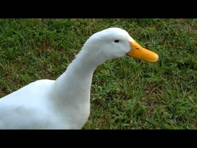 Curious Quackers - Duck Sounds