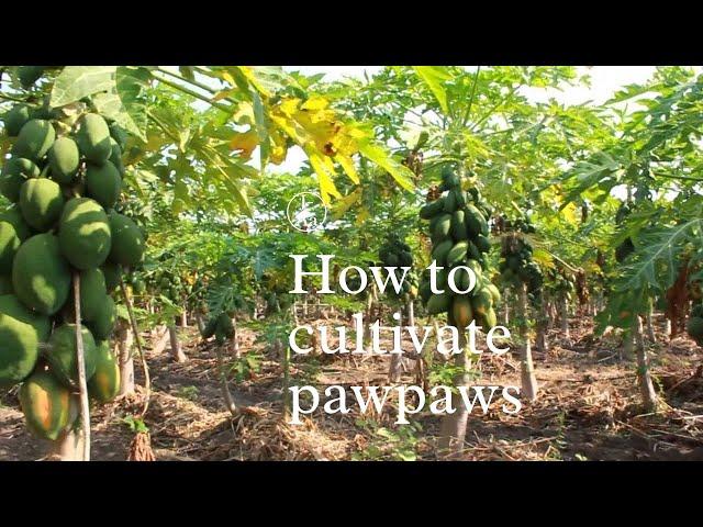 COMPLETE PAWPAW FARMING COURSE GUIDE FOR BEGINNERS.