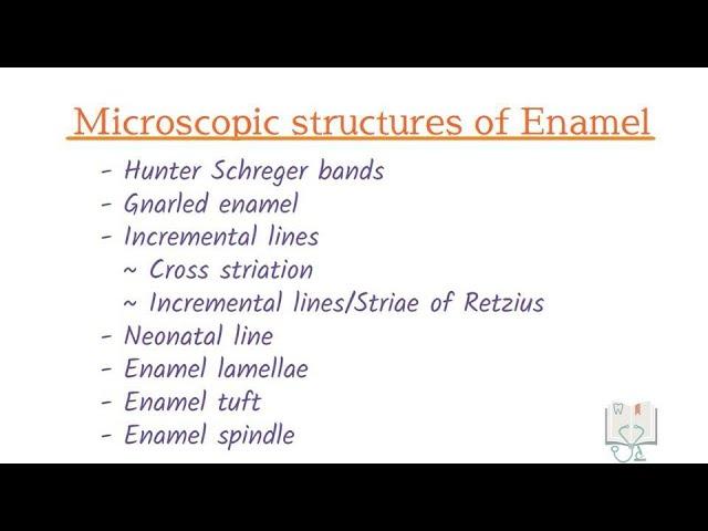 Microscopic Structures of Enamel (Histology)