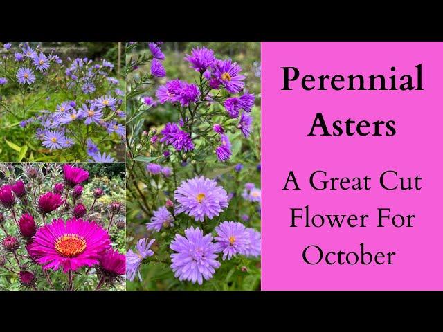 Perennial Asters A Great Cut Flower For October