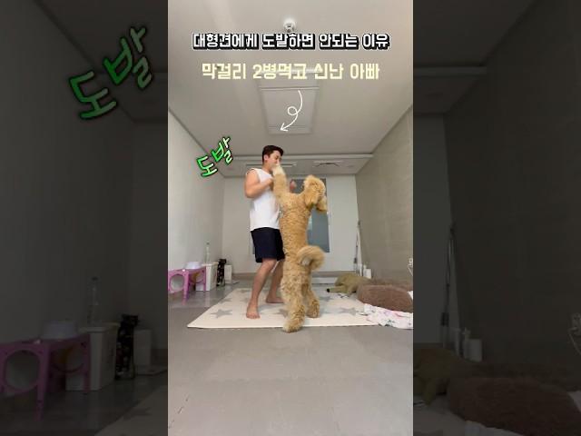 대형견에게 까불면 안되는 이유ㅋㅋ  #스탠다드푸들 #강아지성장일기 #standardpoodle #cutedog #강아지일상 #대형견 #강아지행동 #강아지변화 #강아지키우기전에