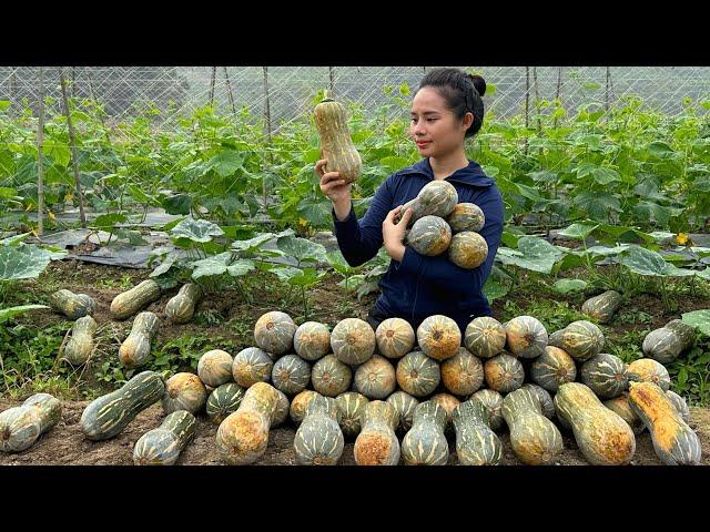 Harvest the pumpkin garden and bring it to the market to sell - Cook