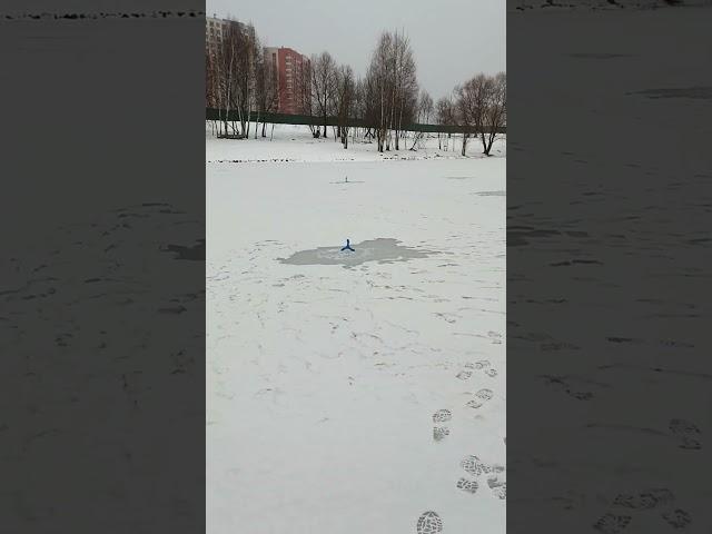 Тут рыбы нет