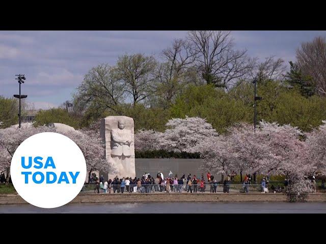 Gorgeous cherry blossoms hit peak bloom in DC | USA TODAY