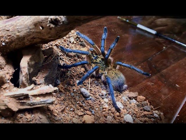 Harpactira Pulchripes (Golden Blue-Legged Baboon) | Rehouse 2022