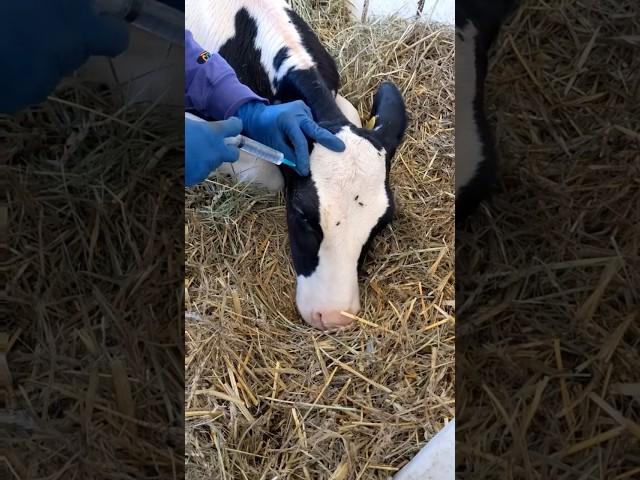 MooVoyage: Exploring the Wonders of Cows  #cows #veterinary