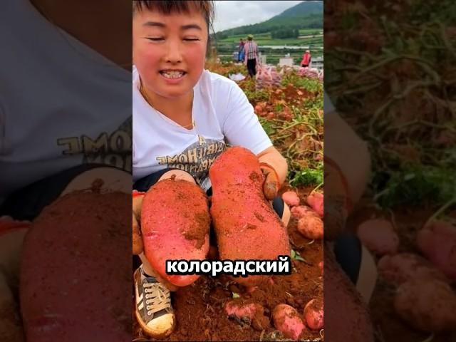Никогда не сажай картофель без этого. Лучшее средство в лунку #огород #дача #сад #урожай #картошка