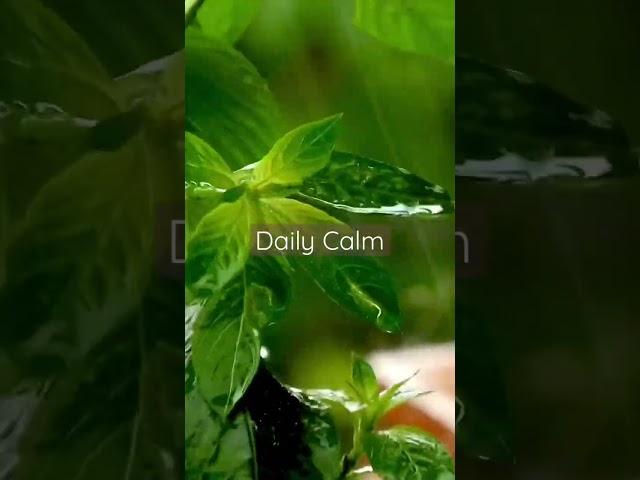 Daily Calm | Sound of Raindrops Make Plant Leaves Dance #argamon #am #shorts