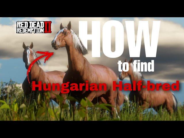 Spawn location of Hungarian Half-bred  |  Red dead redemption 2