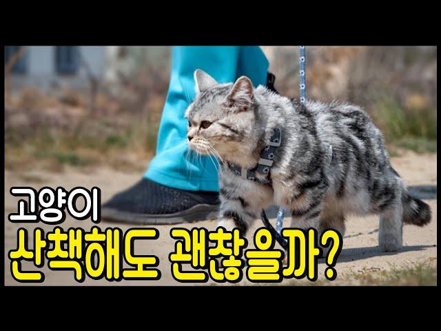 고양이는 산책이 가능한가요?