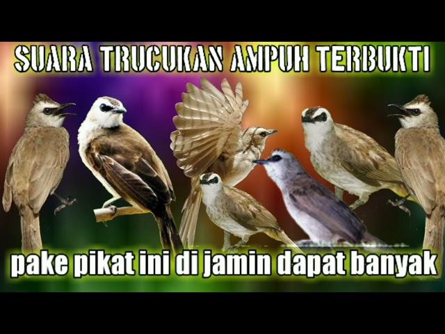 pikat trucukan trocokan cerucuk ampuh jernih || pikat trucukan paling banyak di cari pemikat