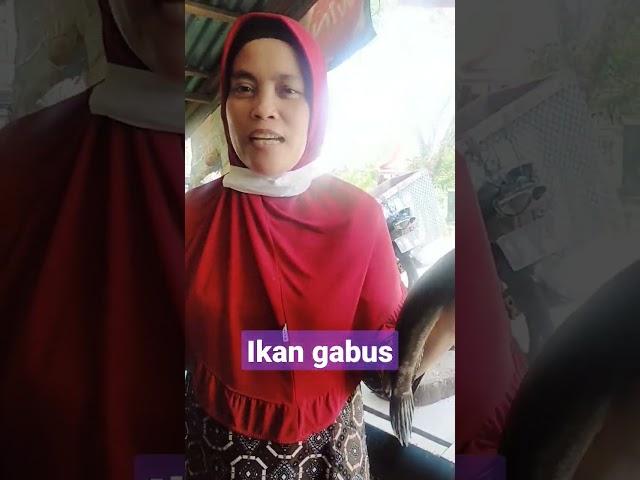 Cara membunuh ikan gabus #vedeoshort#ikangabus#lkanews