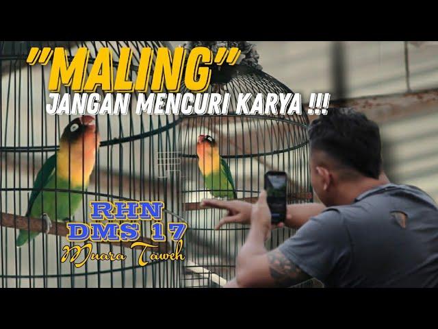 LOVEBIRD "MALING" | #rhnsalatiga #rhnnisme