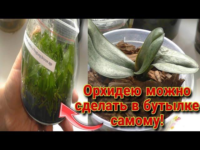 Их цветение не покажу! Почему? Размножение орхидей в быту самостоятельно.