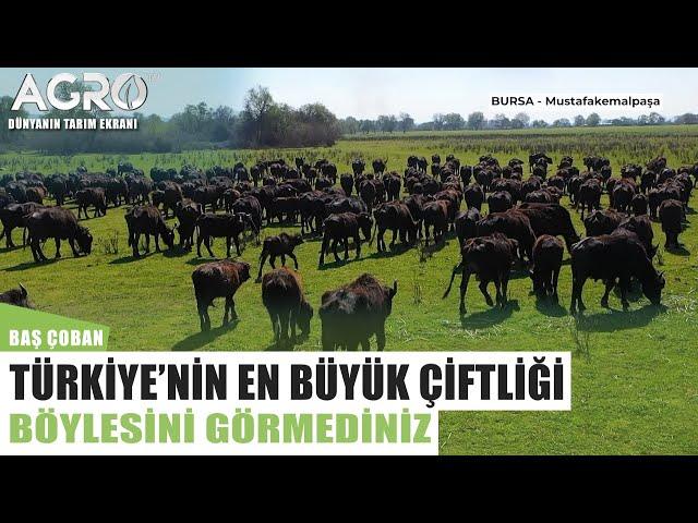 Türkiye'nin En Büyük Manda Çiftliği! Böylesini Görmediniz | Baş Çoban - Agro Tv