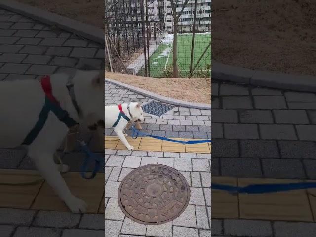 풍산개 방탄이의 크기에 쫄지 않고 앵기는 시바견의 용맹함 #시바견 #시바이누 #강아지