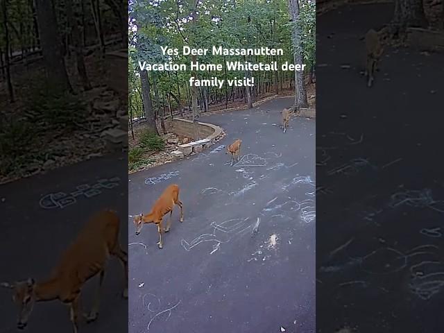 #virginia #whitetaildeer #whitetail #nature #massanutten #massresort #airbnb #vrbo #yesdeer