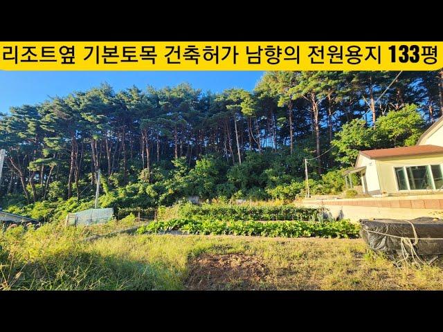 현장매물 브리핑 | 0923-둔내토지 | 해발650 소나무숲 정남향 기본토목 건축허가완료 전원용지 133평 6100만원 (청춘부동산 033 342 6640)