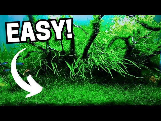 Top 10 Easiest Carpeting Plants For Your Low Tech, No Co2 Aquariums!