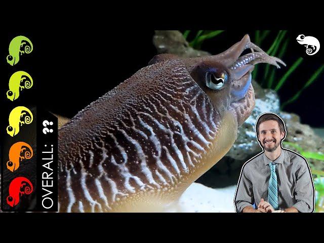 Cuttlefish, The Best Pet Cephalopod?