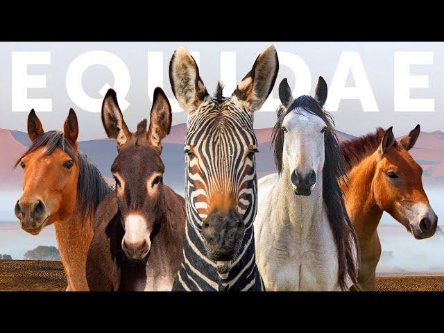 All 9 Equid Species & 9 Beautiful "Wild" Horses