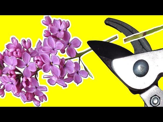 How to prune a lilac tree (Syringa)