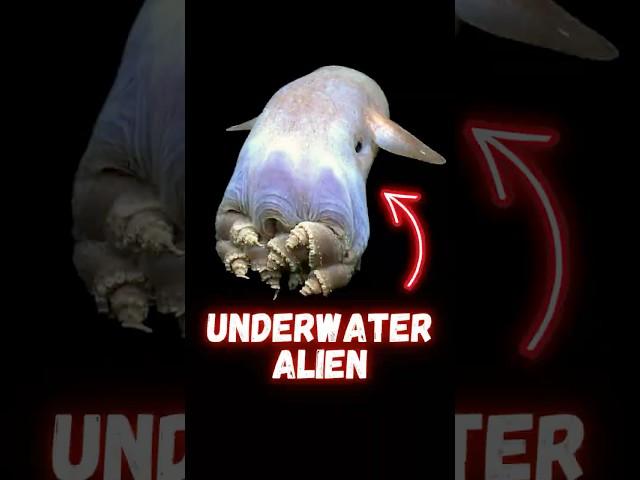 Underwater Alien #facts  #animals #wildlife