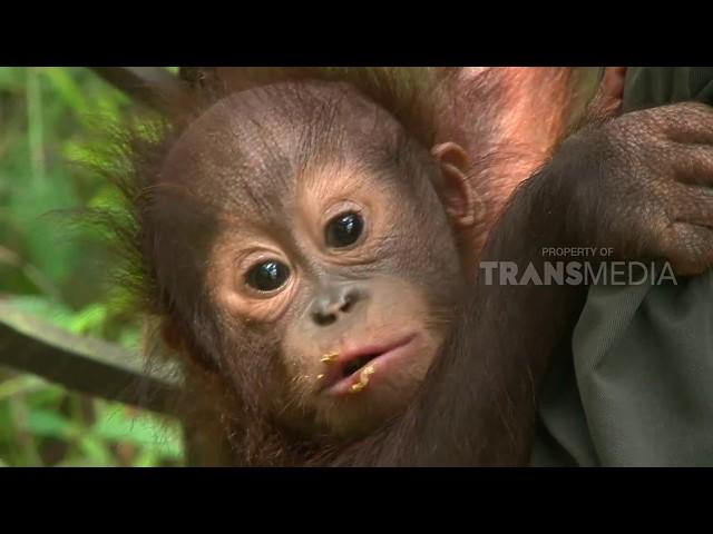 SI OTAN | KAMI TINGGAL DI BORNEO (30/05/18) 1-3