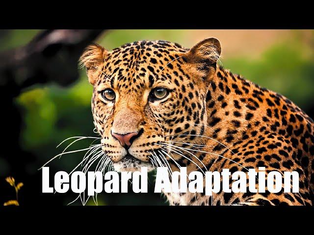 Leopards| Leopards Adaptation| Adaptation In Leopard| Adaptation In Animals| #leopards #leopard