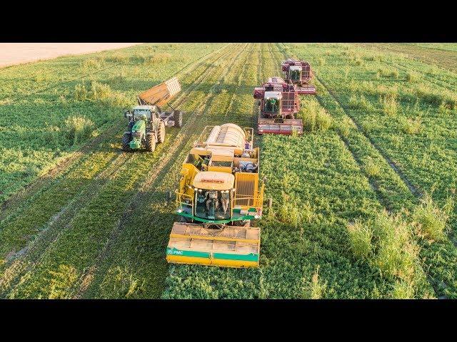 Borsó aratás 2019 | OXBO 1089 + 2x PMC 979 CT | Pea Harvest 2019