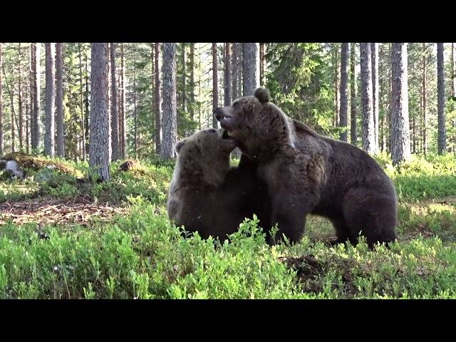 Best Bear fight ever!