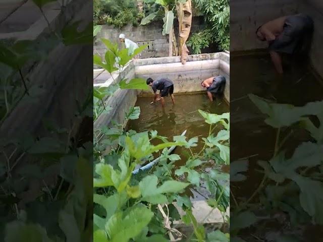 panen nila #shrots #shortvideo #nila