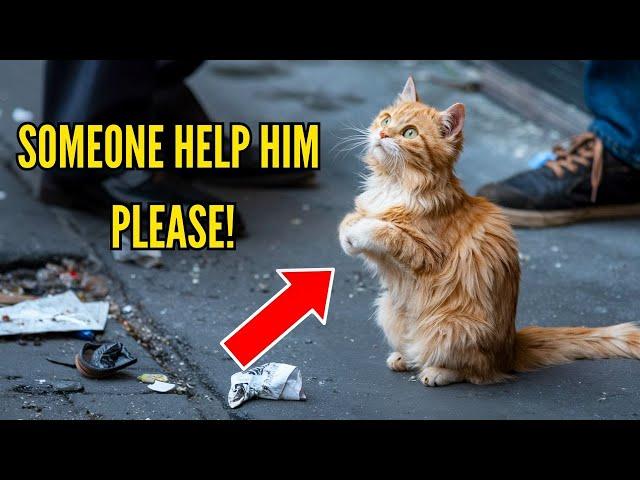 A POOR STRAY CAT JOINED ITS PAWS AND BOWED, BEGGING PEDESTRIANS FOR HELP, SHOCKING EVERYONE.