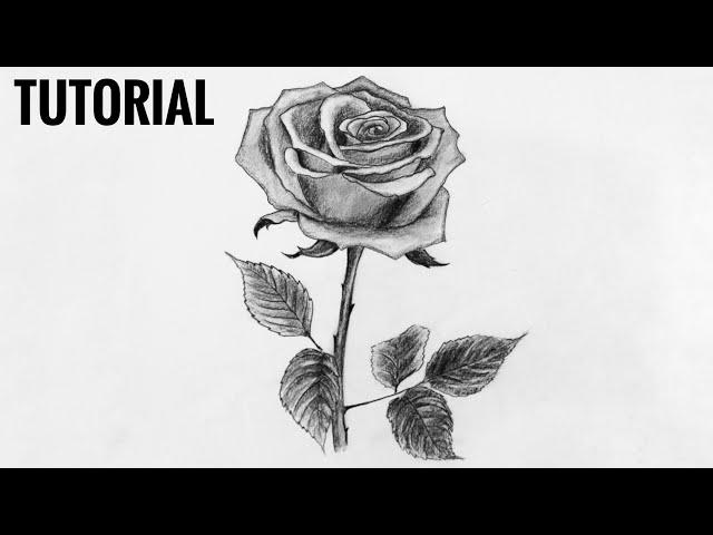 How to draw a Rose easily | Mou's art academy | Draw with me.