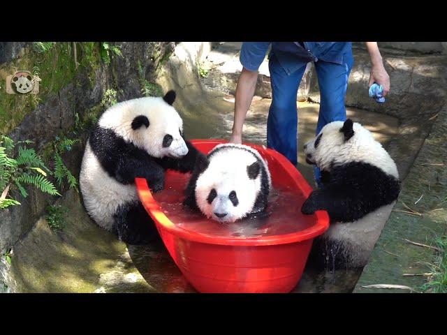 Summer Time, Let's Bath Again! (Chong Chong and friends) | Adorable Panda