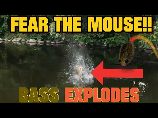 I was fishing a Mighty Mouse Lure and this happened!!! [Milwaukee River]