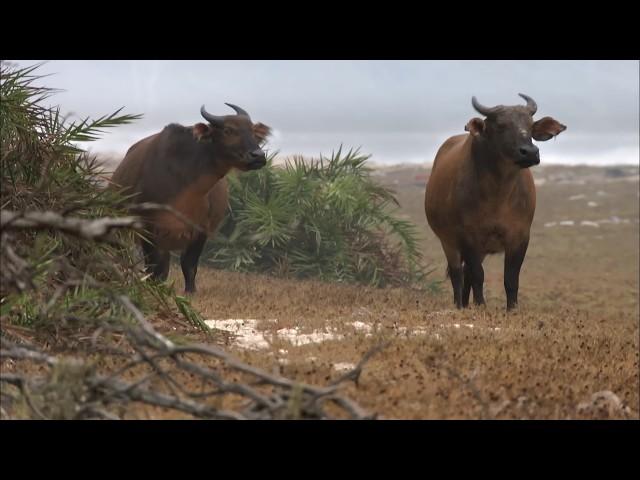 Gabon, in a Land Unknown to Men